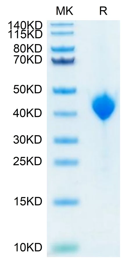 NECTIN4-CP001 Bis-Tris-PAGE result