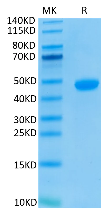 NECTIN4-HB002 Bis-Tris-PAGE-white result