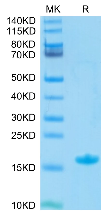NECTIN4-HB004 Bis-Tris-PAGE-white result