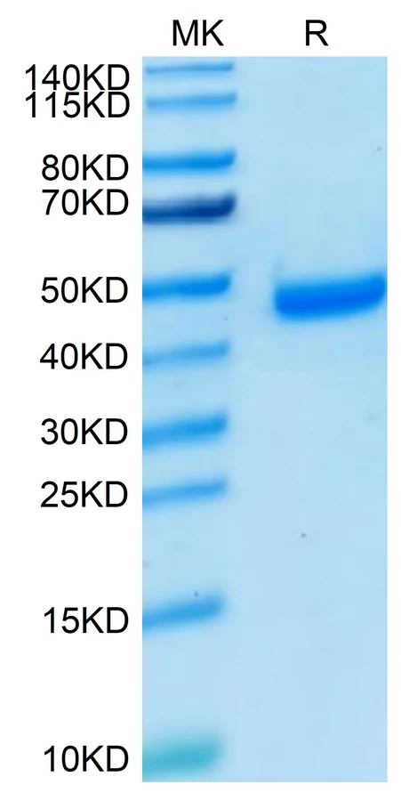 NECTIN4-HP001 Bis-Tris-PAGE result