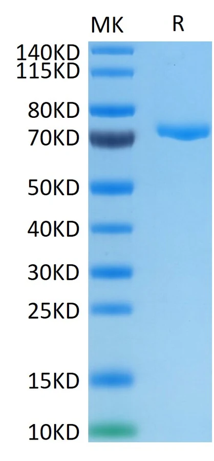 NECTIN4-HP003 Bis-Tris-PAGE result