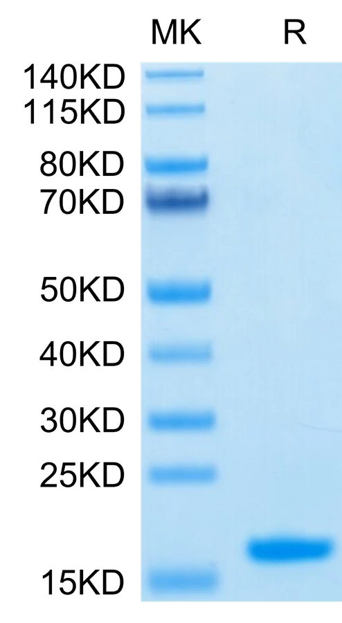 NECTIN4-HP004 Bis-Tris-PAGE-white result