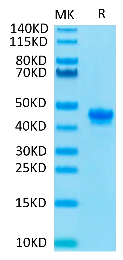 NECTIN4-MP002 Bis-Tris-PAGE-white result