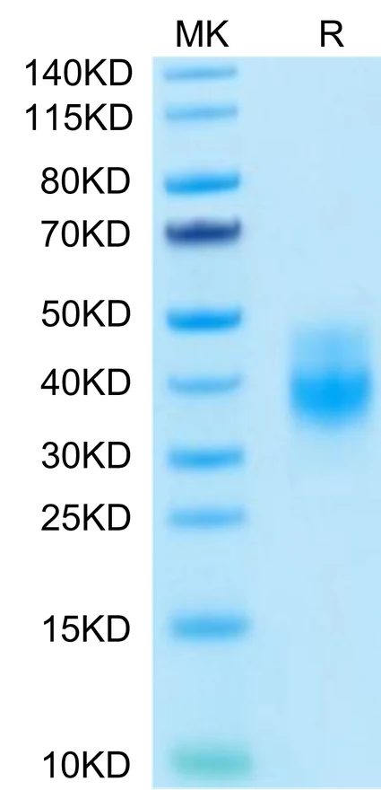 NKG2A-HB001 Bis-Tris-PAGE-white result