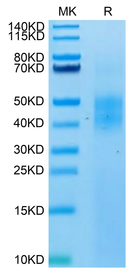 NKG2A-HB002 Bis-Tris-PAGE result