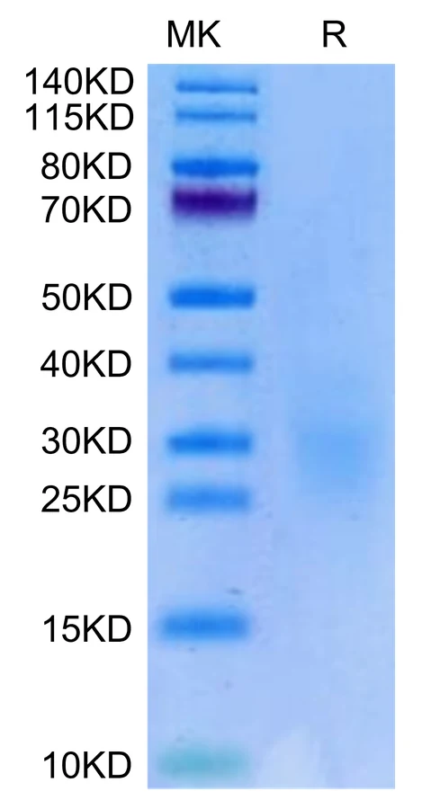 NKG2C-HB001 Bis-Tris-PAGE-white result