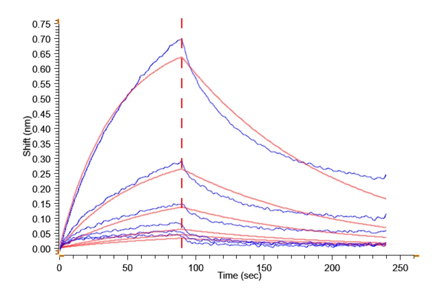 NKG2D-HP001 BLI result