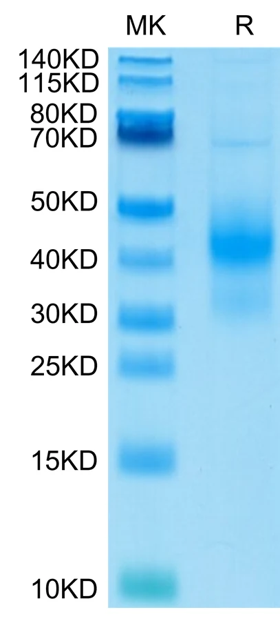 NKG2D-HP001 Bis-Tris-PAGE-white result