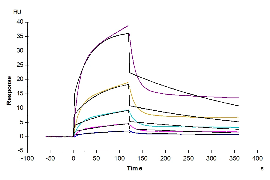 NKG2D-HP001 SPR result