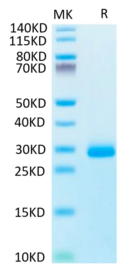 NOGGIN-HP001 Bis-Tris-PAGE-white result