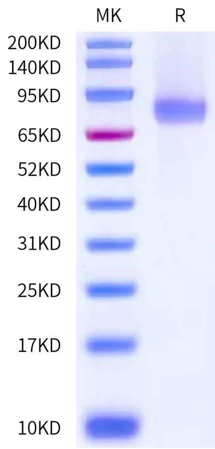 NOTCH1-HB001 Bis-Tris-PAGE-white result