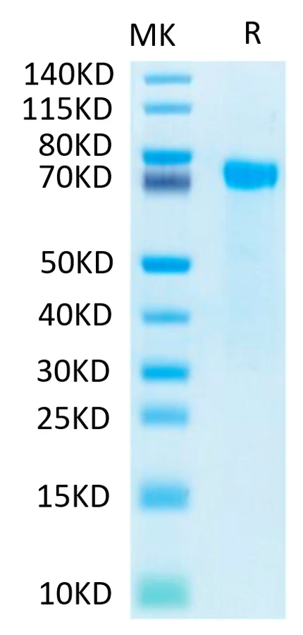 NOTCH2-HB001 Bis-Tris-PAGE-white result