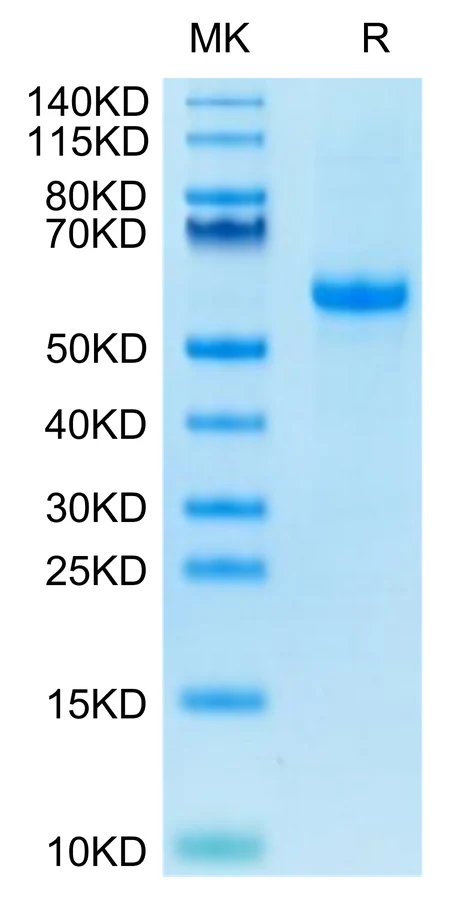 NOTCH3-HB001 Bis-Tris-PAGE-white result