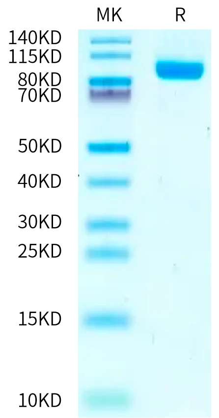 NPR1-CF001 Bis-Tris-PAGE-white result