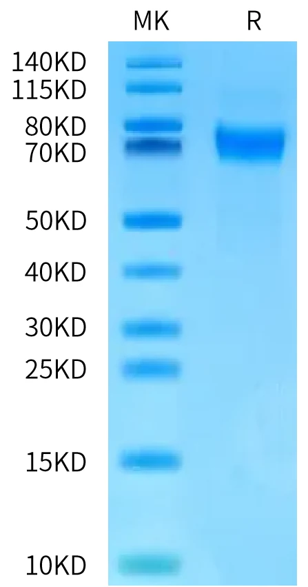 NPR1-HB001 Bis-Tris-PAGE-white result