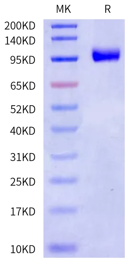 NPR1-HF001 Bis-Tris-PAGE-white result
