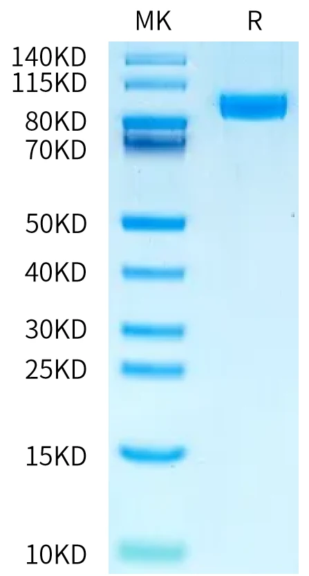 NPR1-HF002 Bis-Tris-PAGE-white result