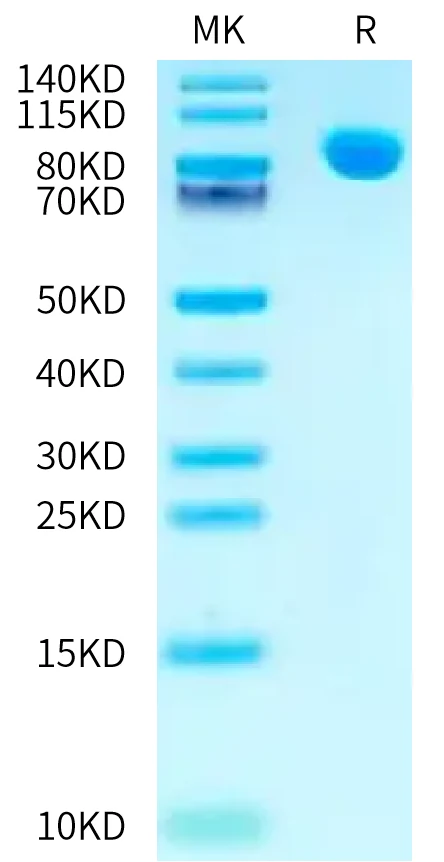 NPR1-MF001 Bis-Tris-PAGE-white result