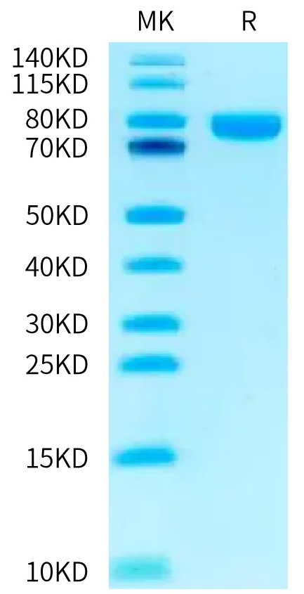 NRG1-HB001 Bis-Tris-PAGE-white result