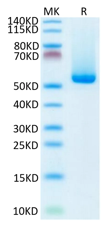 NYESO1-HB003 Bis-Tris-PAGE-white result