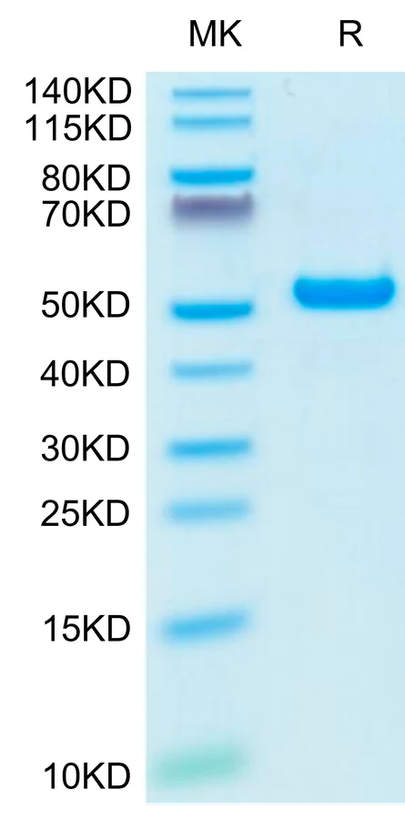 NYESO1-HB004 Bis-Tris-PAGE-white result