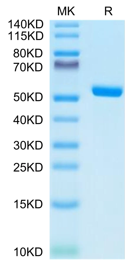 NYESO1-HP003 Bis-Tris-PAGE-white result