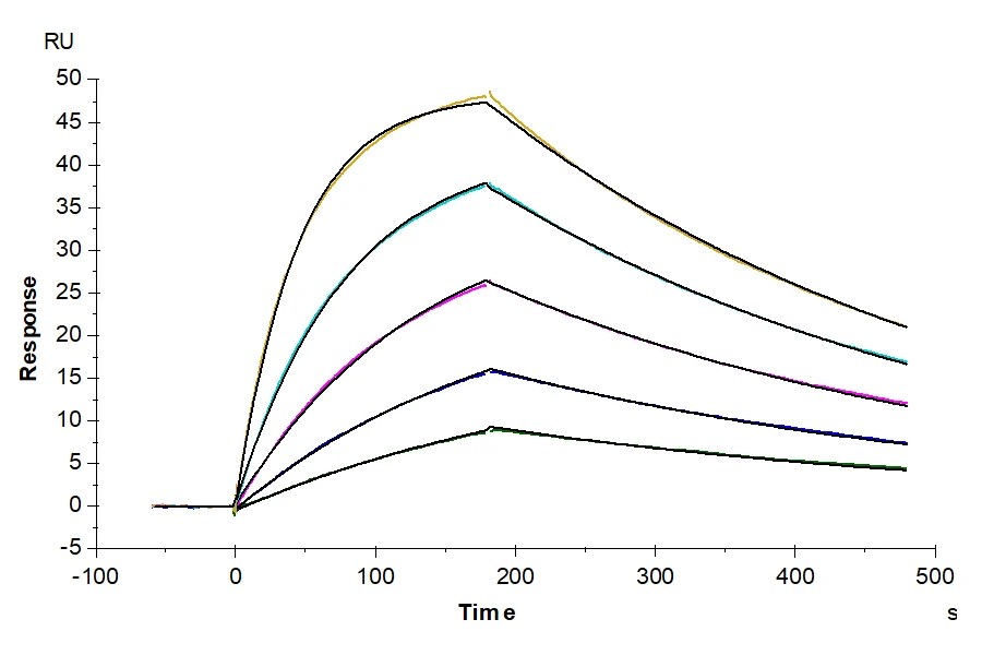 NYESO1-HP003 SPR result