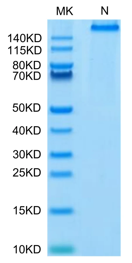 NYESO1-HP006 Bis-Tris-PAGE-white result