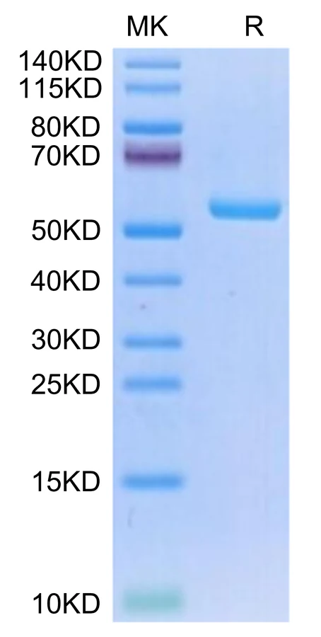 NYESO1-HP007 Bis-Tris-PAGE-white result