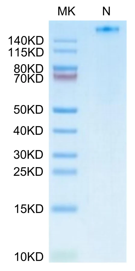 NYESO1-HP008 Bis-Tris-PAGE-white result