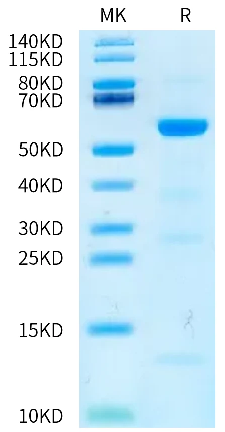 NYESO1-HP012 Bis-Tris-PAGE-white result