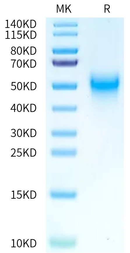 OX40-CP001 Bis-Tris-PAGE-white result