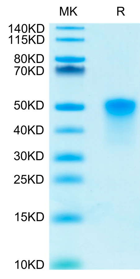 OX40-HB001 Bis-Tris-PAGE-white result