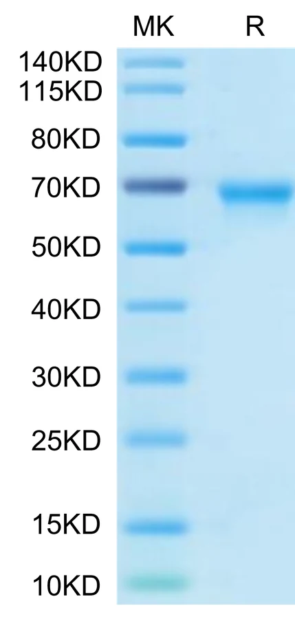 OX40-HB003 Bis-Tris-PAGE-white result