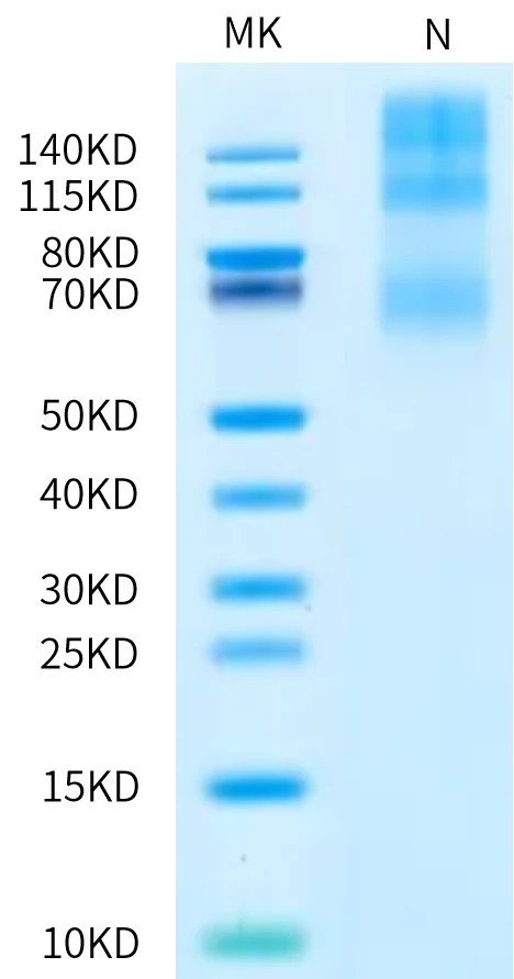 OX40-HB005 Bis-Tris-PAGE-white result