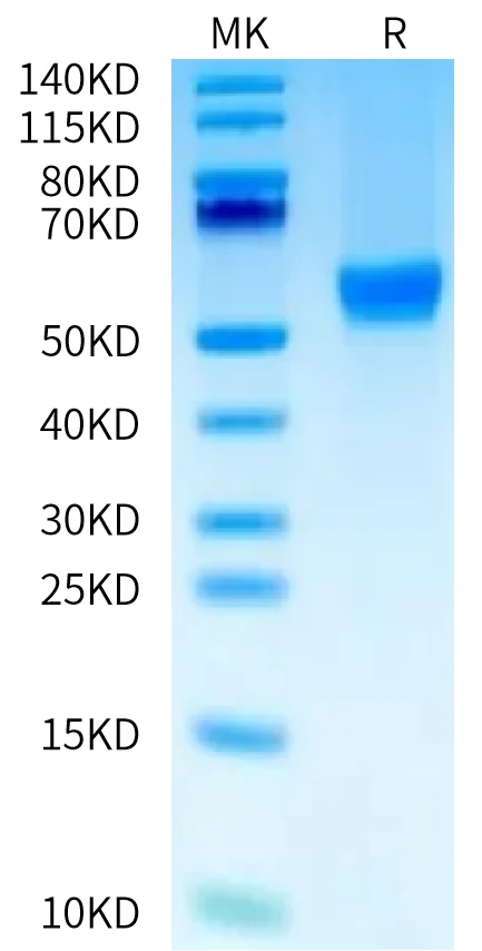 OX40-HF001 Bis-Tris-PAGE-white result