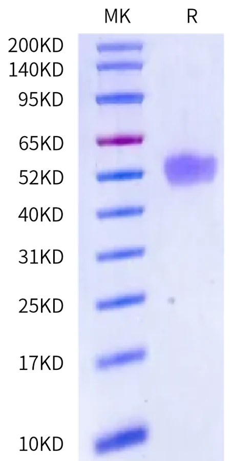 OX40-JP001 Bis-Tris-PAGE-white result