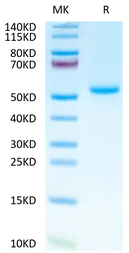 OX40-MF001 Bis-Tris-PAGE-white result