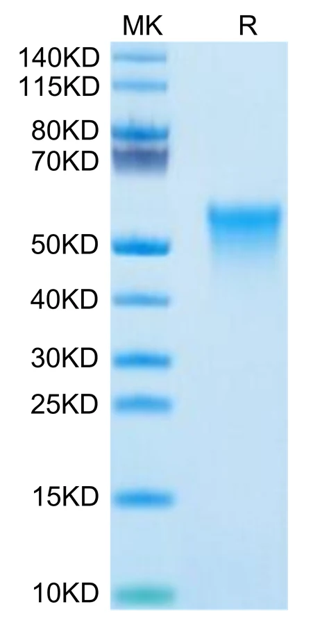 OX40-MP001 Bis-Tris-PAGE-white result