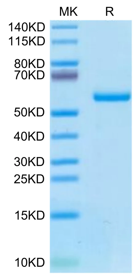 P53R175H-HB002 Bis-Tris-PAGE-white result