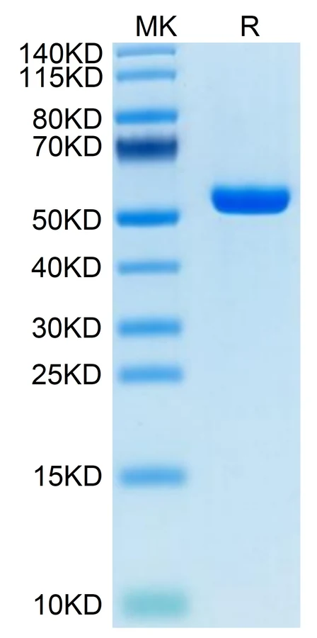 P53R175H-HP001 Bis-Tris-PAGE result