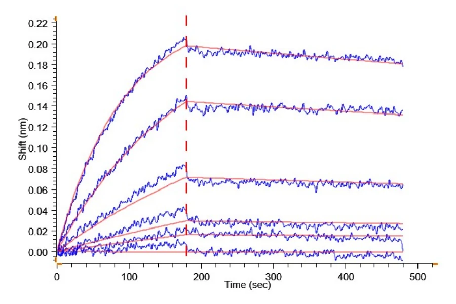P53R175H-HP002 BLI result