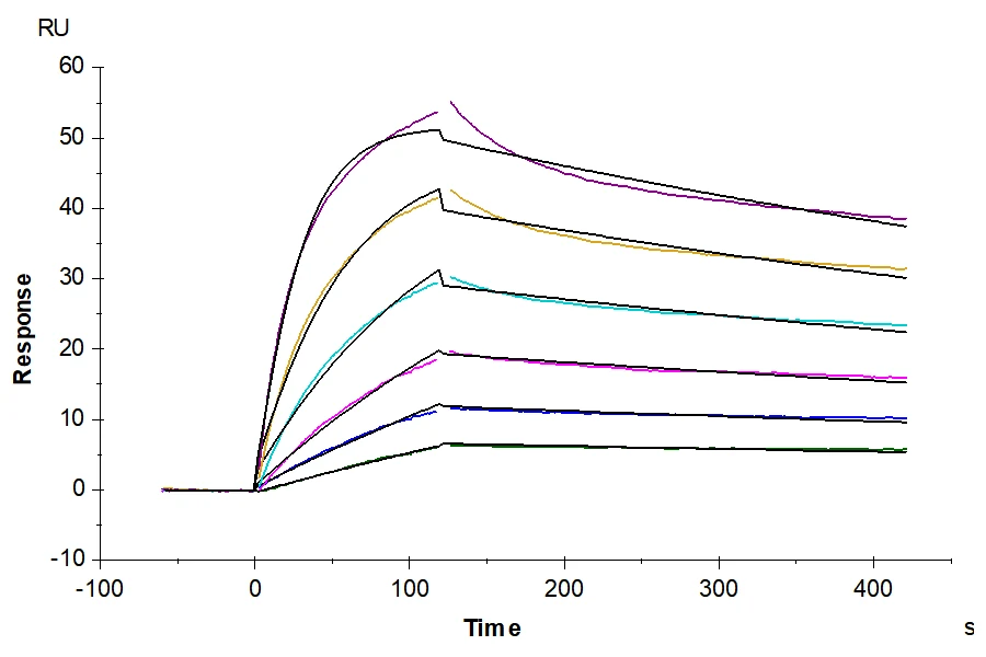 P53R175H-HP002 SPR result