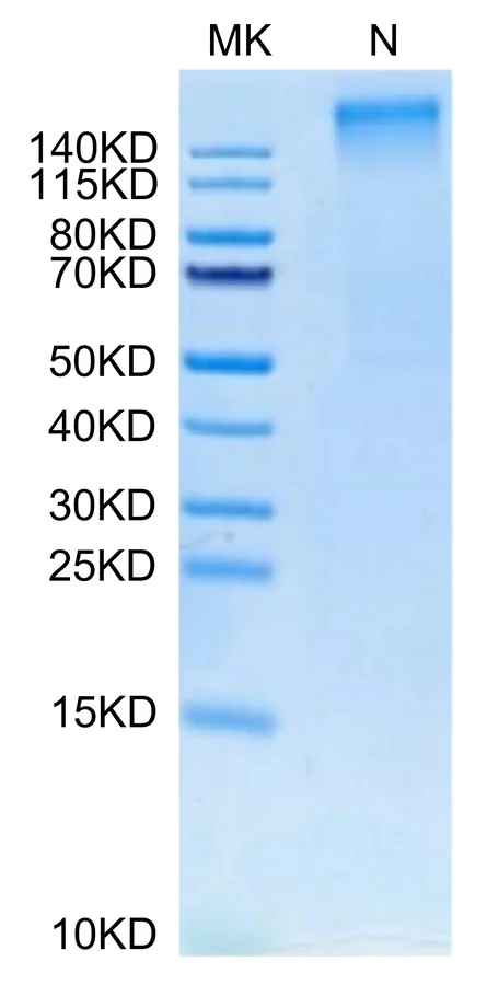 P53R175H-HP003 Bis-Tris-PAGE-white result