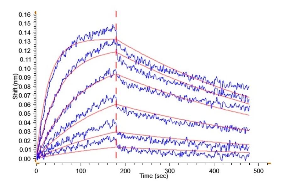 P53R175H-HP006 BLI result