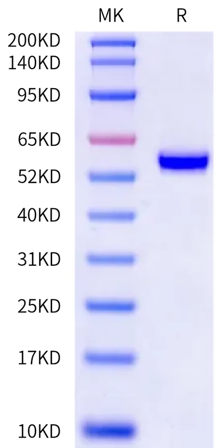 P53R175H-HP006 Bis-Tris-PAGE-white result