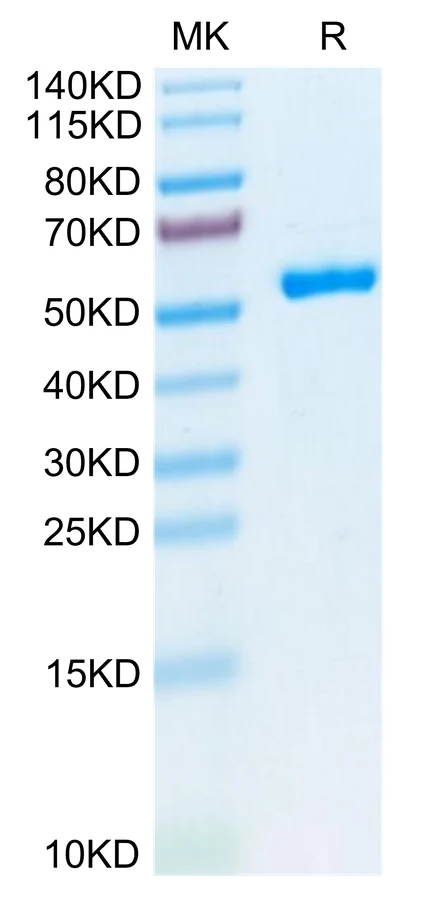 P53WT-HB002 Bis-Tris-PAGE-white result