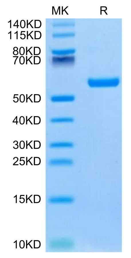 P53WT-HP002 Bis-Tris-PAGE-white result