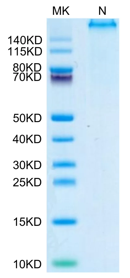 P53WT-HP003 Bis-Tris-PAGE-white result
