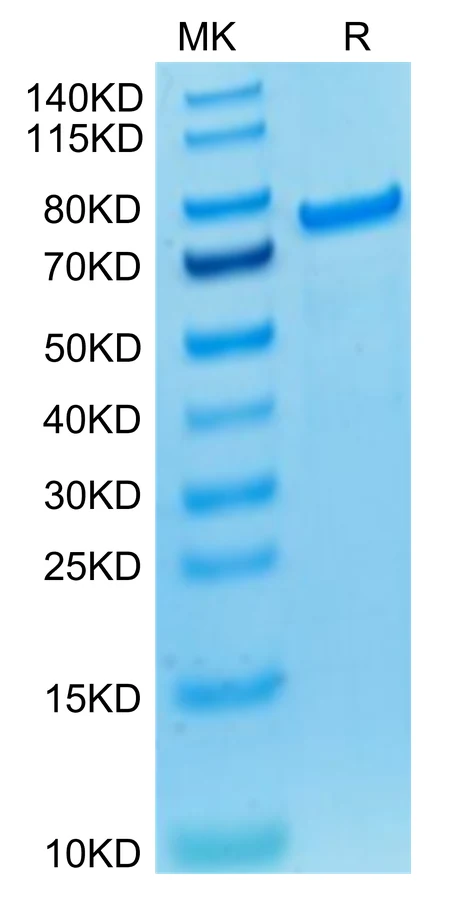 PADI4-CB001 Bis-Tris-PAGE-white result
